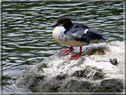 foto Fiume Brenta